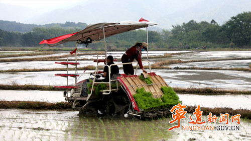 宁远：种粮大户抢抓农时插秧忙2_副本500.jpg