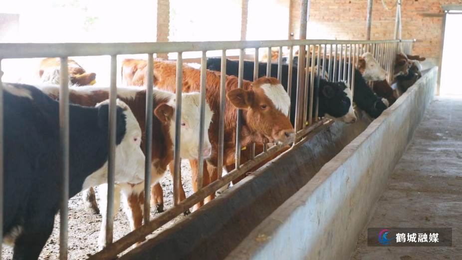 鹤城区畜牧水产事务中心:“三送”下乡助防疫筑牢畜禽安全屏障.mp4_20260410_171323.267.jpg 鹤城区畜牧水产事务中心:“三送”下乡助防疫筑牢畜禽安全屏障.mp4_20260410_171323.267.jpg