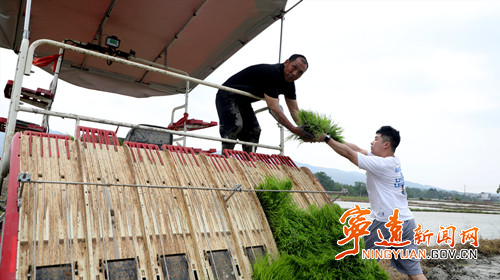 宁远:种粮大户抢抓农时插秧忙3_副本500.jpg 宁远:种粮大户抢抓农时插秧忙3_副本500.jpg