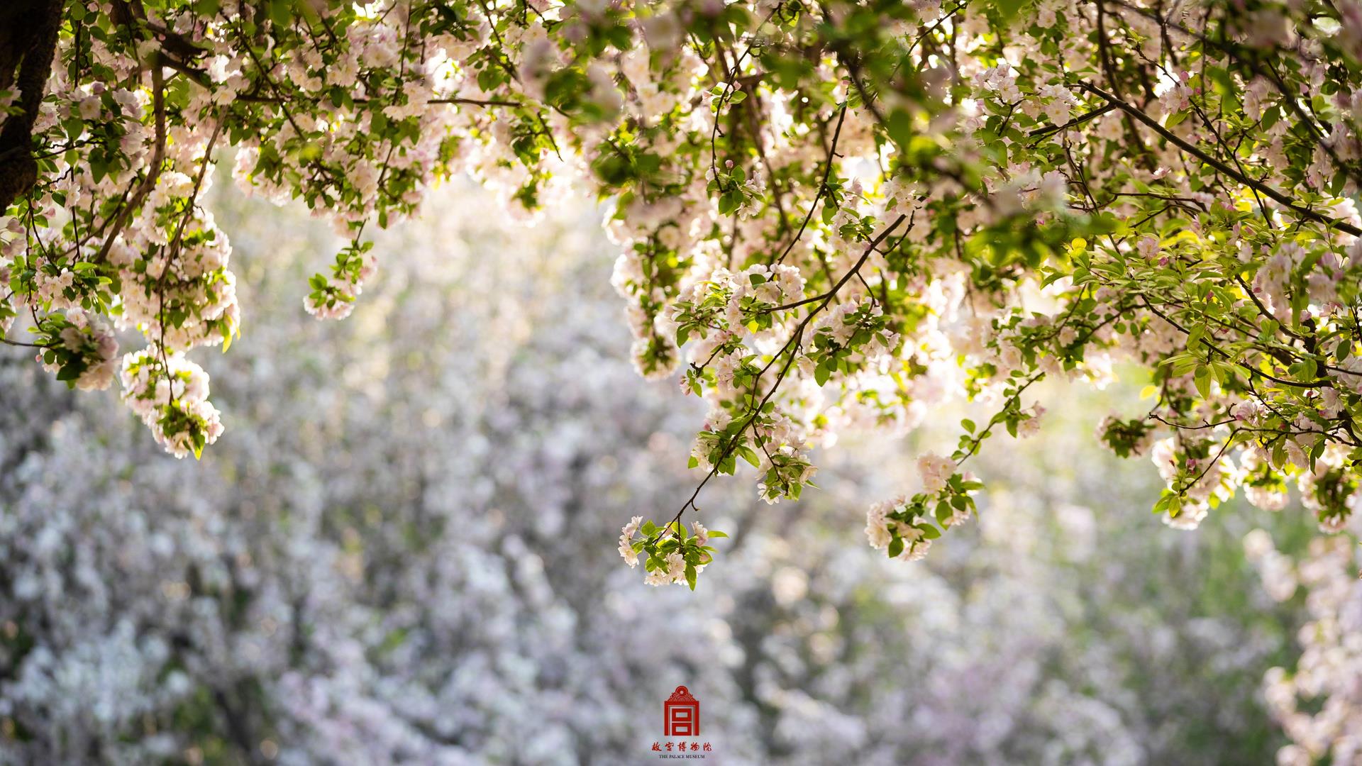 莫负此般好春光！看故宫花海唯美大片→
