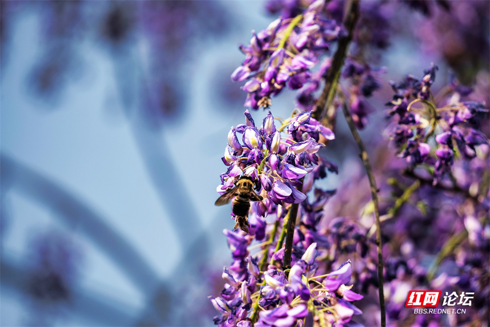 【每日一图@湖南】紫藤花开如瀑时，静待靖州杨梅红