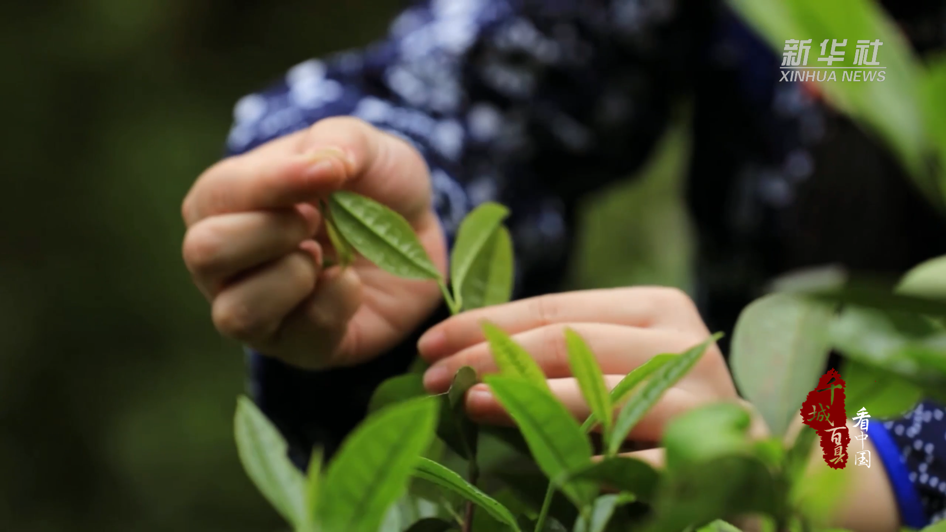 新宁：云雾峡谷飘茶香