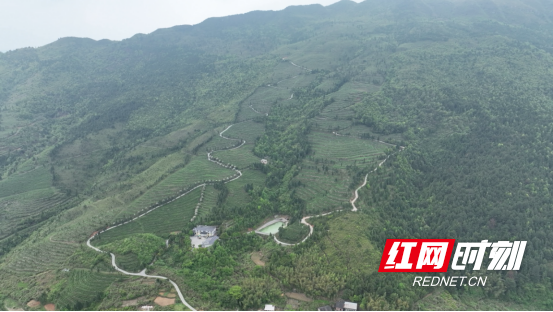 宜章县严廊村:春染茶山采摘忙 茶香四溢促增收2857.png 宜章县严廊村:春染茶山采摘忙 茶香四溢促增收2857.png