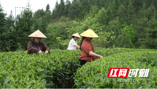 宜章县严廊村:春染茶山采摘忙 茶香四溢促增收2836.png 宜章县严廊村:春染茶山采摘忙 茶香四溢促增收2836.png