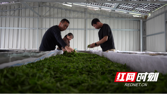 宜章县严廊村:春染茶山采摘忙 茶香四溢促增收2885.png 宜章县严廊村:春染茶山采摘忙 茶香四溢促增收2885.png