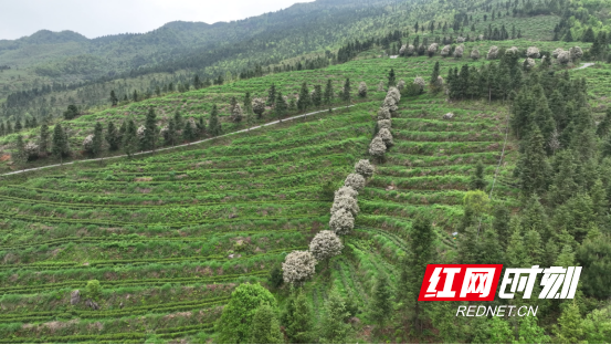 宜章县严廊村:春染茶山采摘忙 茶香四溢促增收2850.png 宜章县严廊村:春染茶山采摘忙 茶香四溢促增收2850.png