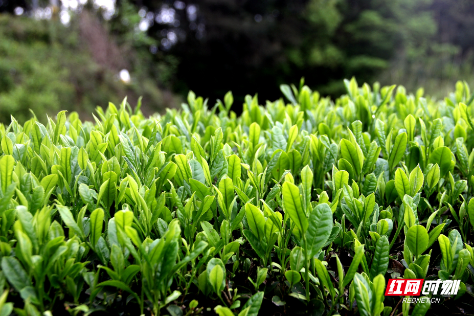 IMG_0772.JPG IMG_0772.JPG