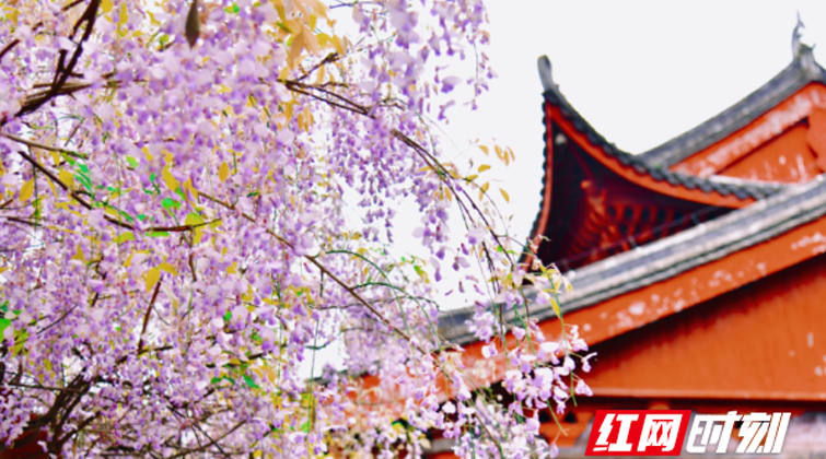 视频 | 沅陵：千年古刹的春日浪漫