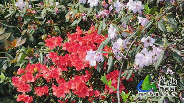 美丽蓝山:高山杜鹃开正艳 春染层峦入画来3.jpg