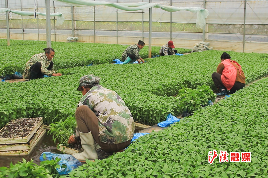 兴隆场镇免费发放辣椒苗 (5).jpg 兴隆场镇免费发放辣椒苗 (5).jpg