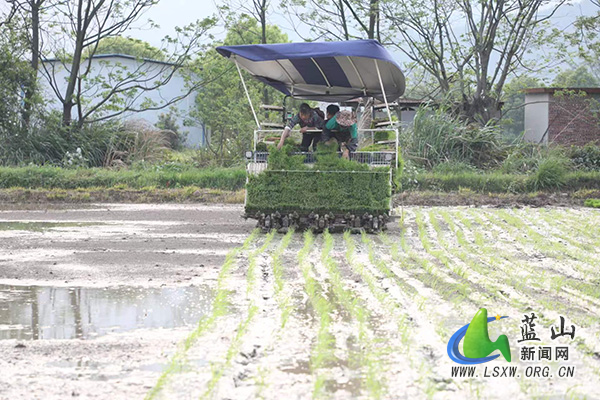 蓝山：早稻插秧正当时 机械化作业跑出“加速度”2.jpg