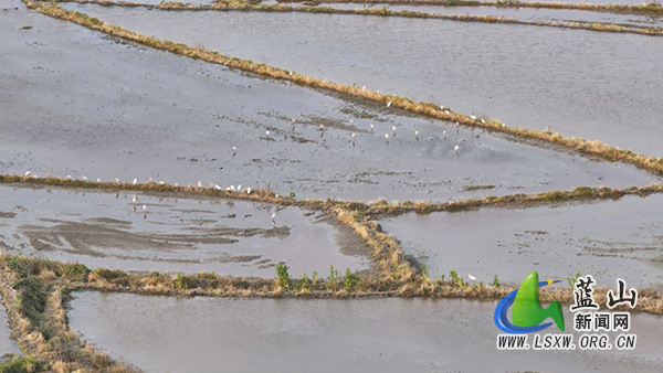 美丽蓝山:河畔沃野春耕忙 白鹭翩跹入画来1.jpg