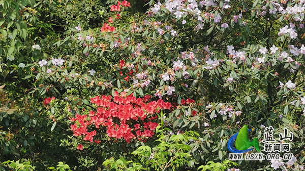 美丽蓝山:高山杜鹃开正艳 春染层峦入画来2.jpg