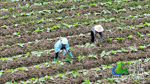 塔峰镇团结村:科学管护助生长 烤烟产业促振兴2.jpg 塔峰镇团结村:科学管护助生长 烤烟产业促振兴2.jpg