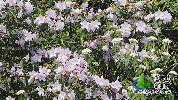 美丽蓝山:高山杜鹃开正艳 春染层峦入画来1.jpg