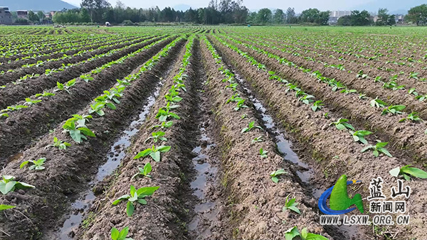 塔峰镇团结村:科学管护助生长 烤烟产业促振兴1.jpg 塔峰镇团结村:科学管护助生长 烤烟产业促振兴1.jpg