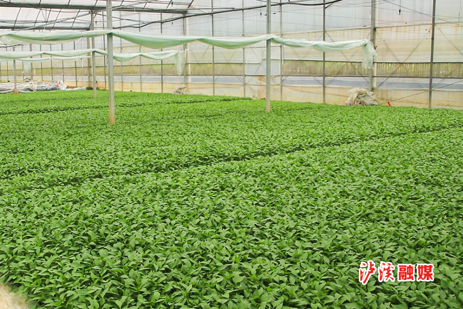 兴隆场镇免费发放辣椒苗 (1).jpg