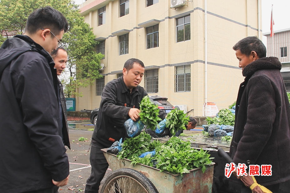 兴隆场镇免费发放辣椒苗 (3).jpg