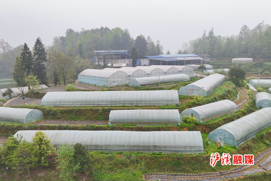 兴隆场镇免费发放辣椒苗 (2).jpg