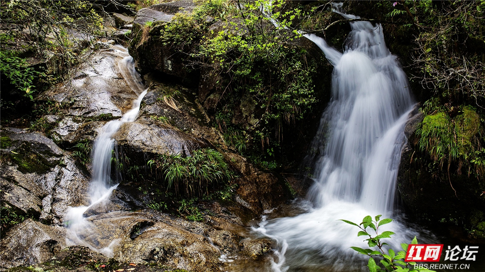 溪水叮咚，杜鹃争艳，炎陵白鹇谷春日印象