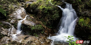 溪水叮咚，炎陵白鹇谷春日印象