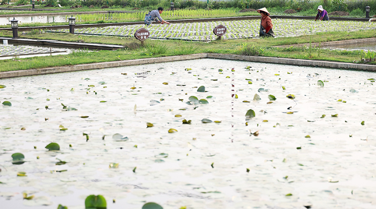 水上种稻二十年！长沙傅珍检把稻田 “搬” 上水面，稻渔虾共生富一方