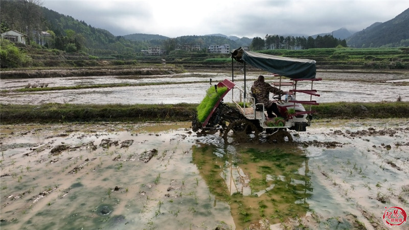 邵阳县：早稻插秧正当时，机械化绘就春耕新图景(图5)