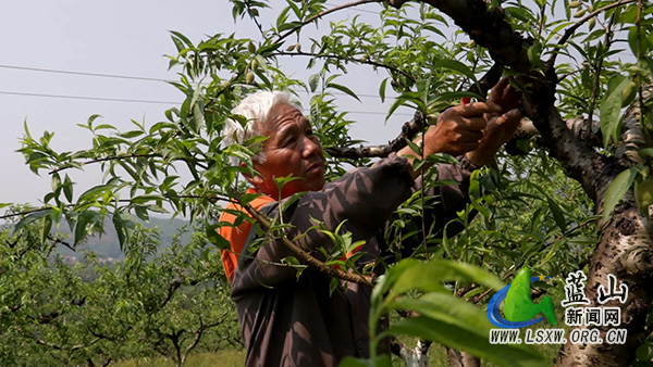 太平圩镇：抢抓农时精管护 林果增收促振兴2.jpg