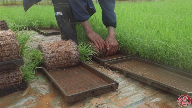 邵阳县：早稻插秧正当时，机械化绘就春耕新图景(图2)