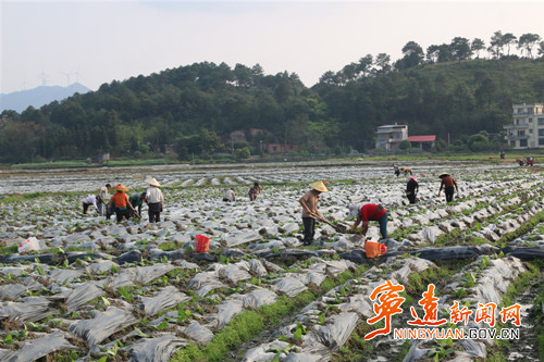 宁远：春日农事忙 沃野绘“丰”景（组图）5_副本500.jpg