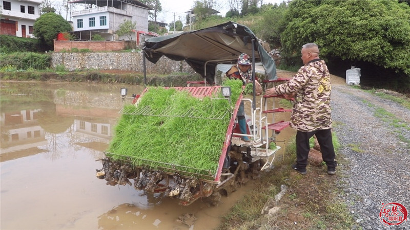 邵阳县：早稻插秧正当时，机械化绘就春耕新图景(图4)