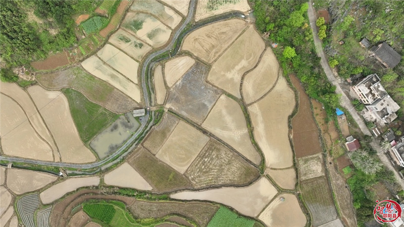 邵阳县：早稻插秧正当时，机械化绘就春耕新图景(图7)