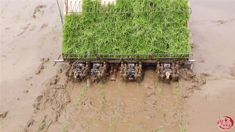 邵阳县：早稻插秧正当时，机械化绘就春耕新图景(图3)