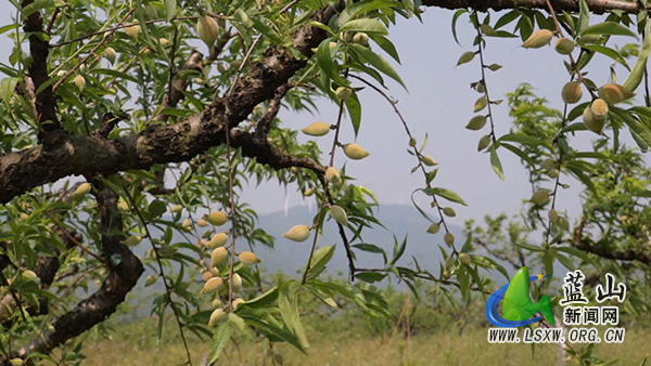 太平圩镇：抢抓农时精管护 林果增收促振兴1.jpg