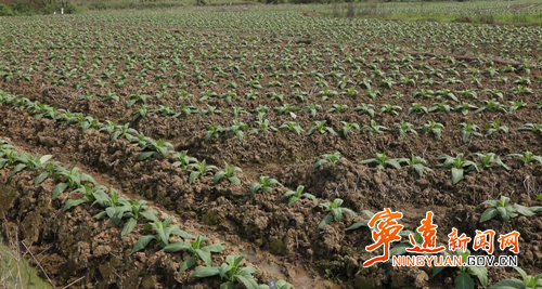 宁远县太平镇:抢抓农时强管理 烤烟田管保增收1._副本500.png 宁远县太平镇:抢抓农时强管理 烤烟田管保增收1._副本500.png