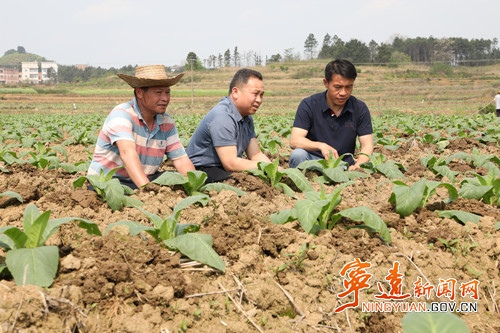 宁远县太平镇:抢抓农时强管理 烤烟田管保增收2_副本500.jpg 宁远县太平镇:抢抓农时强管理 烤烟田管保增收2_副本500.jpg