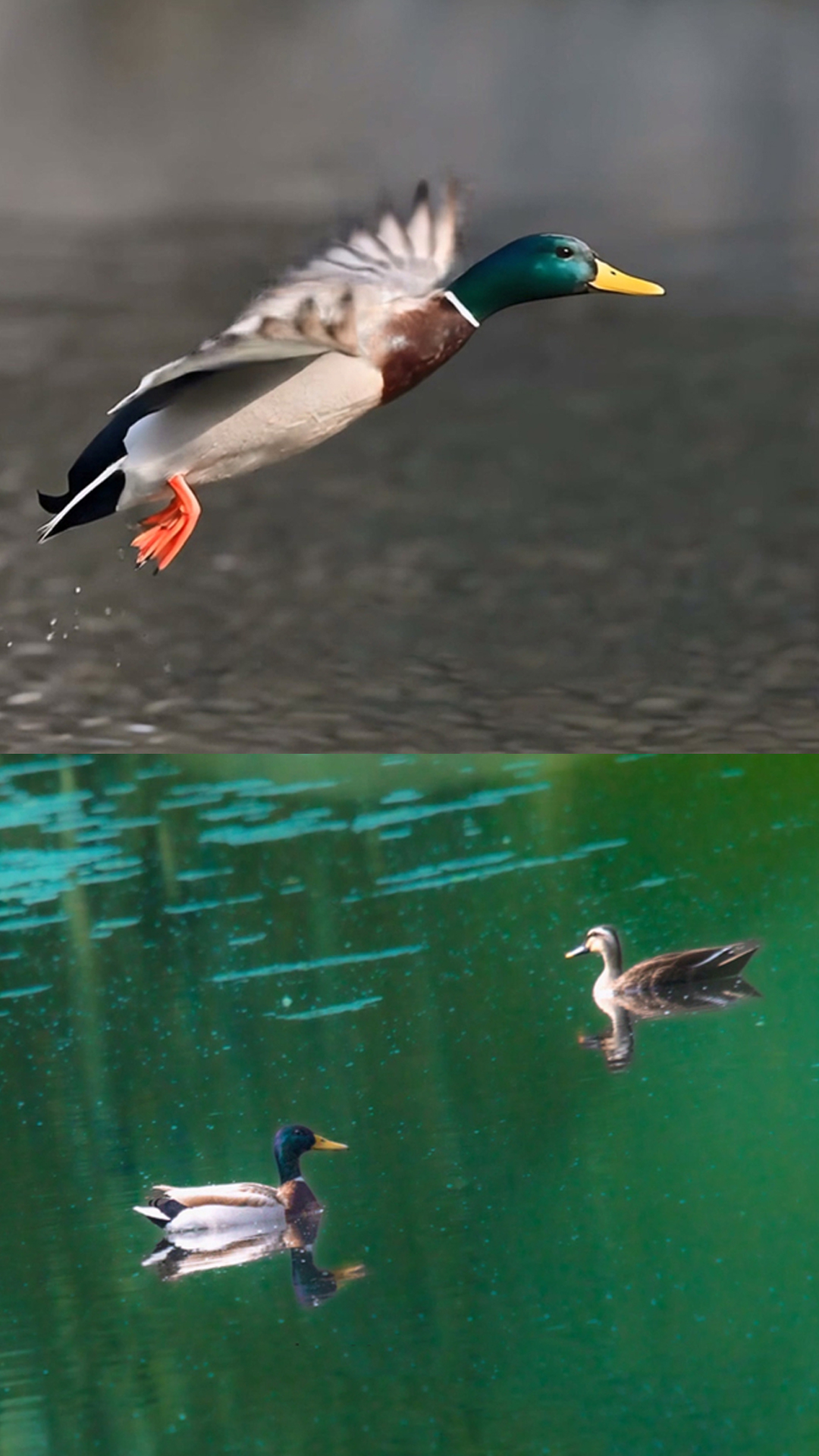 湘江源羽鉴丨绿头鸭