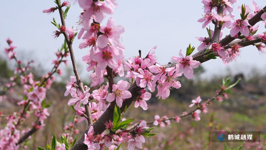 白马村：桃花盛放 春日美景引客来.mp4_20260415_161537.201.jpg