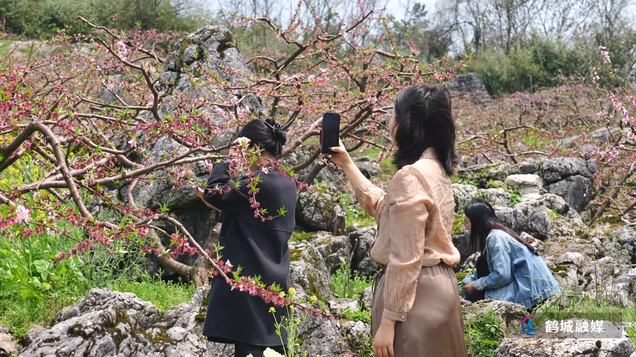 白马村：桃花盛放 春日美景引客来.mp4_20260415_161610.848.jpg
