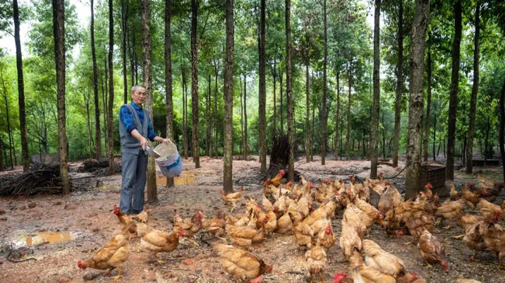 湖南株洲：土鸡蛋“孵出”乡村产业新希望