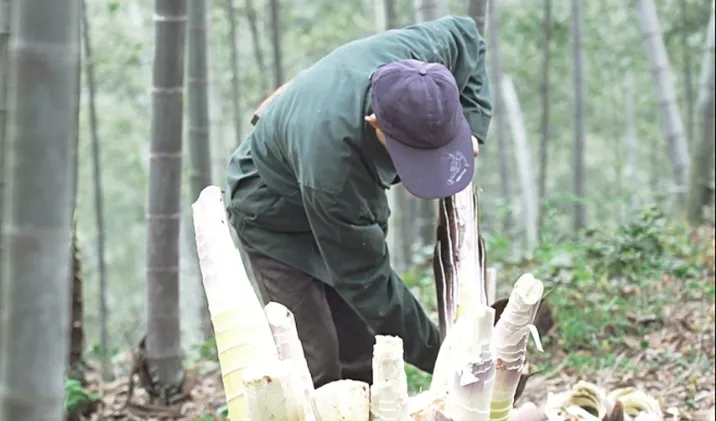 桃江县：春笋破土满竹山 小竹笋撑起乡村振兴大产业