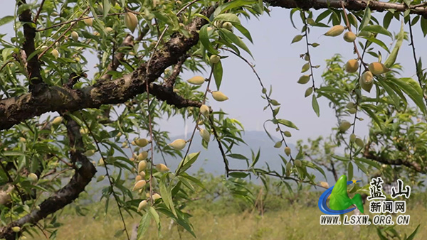 美丽蓝山：早春“花果同树”奇观 鹰嘴桃基地奏响丰收序曲1.jpg