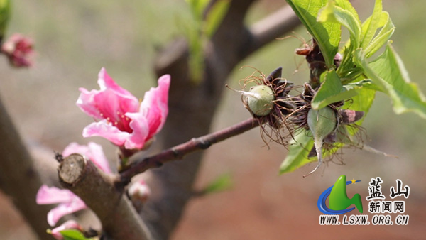 美丽蓝山：早春“花果同树”奇观 鹰嘴桃基地奏响丰收序曲2.jpg