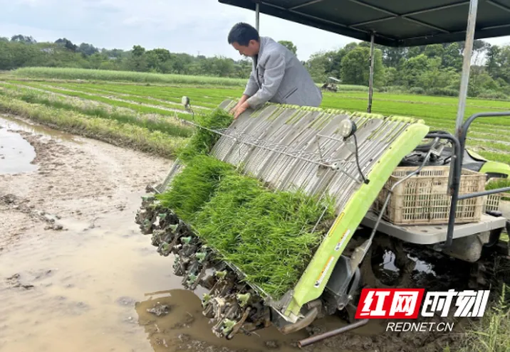 桃源县马鬃岭镇：“铁牛”奋蹄，铺就一场“绿”色奇迹