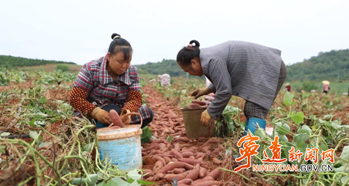 【永冲锋·拼经济·促发展】宁远：富硒葛根栽种忙 规模兴农促振兴3_副本500.png
