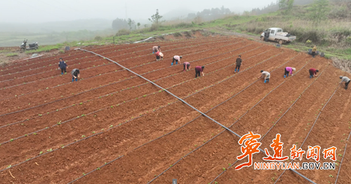 【永冲锋·拼经济·促发展】宁远：富硒葛根栽种忙 规模兴农促振兴_副本500.png