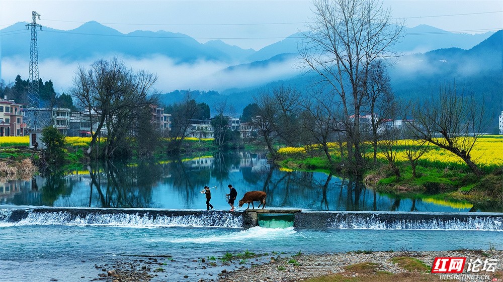 【赴春之约】春水满田畴，隆回春耕正当时