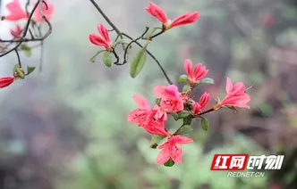新田：雨雾织纱谷雨至 杜鹃泼彩染瑶乡（组图）