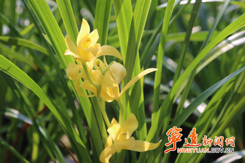 宁远：兰花种植助农增收3_副本500.jpg