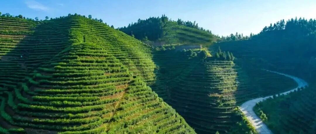 制茶大赛即将启幕，这份春日打卡攻略请收好！